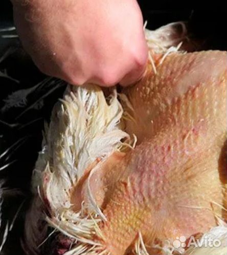 Кура домашняя