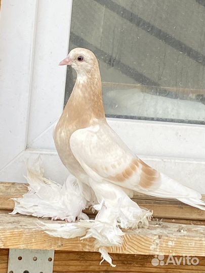 Продам бойных голубей