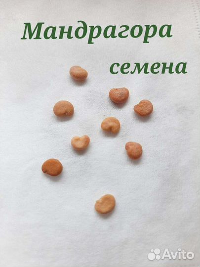 Мандрагора осенняя семена