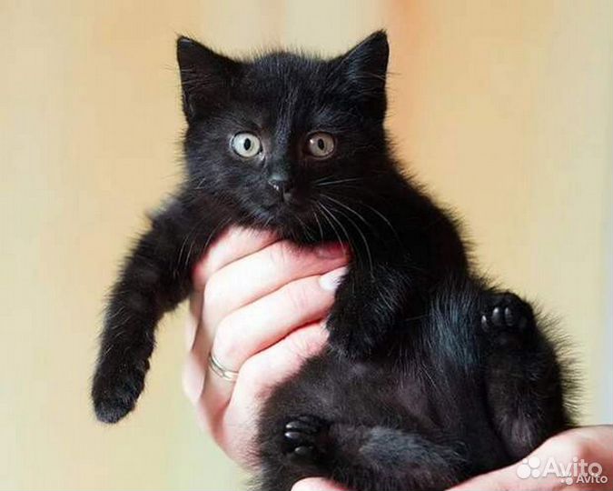 Котята, благородного черного цвета