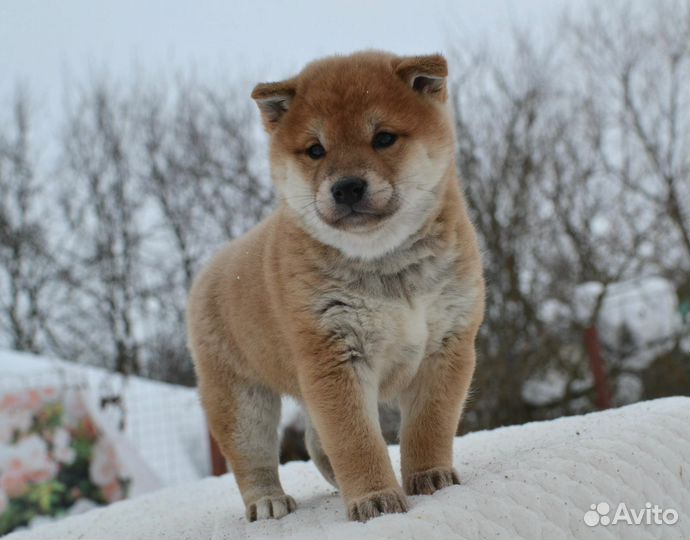 Щенки сиба ину