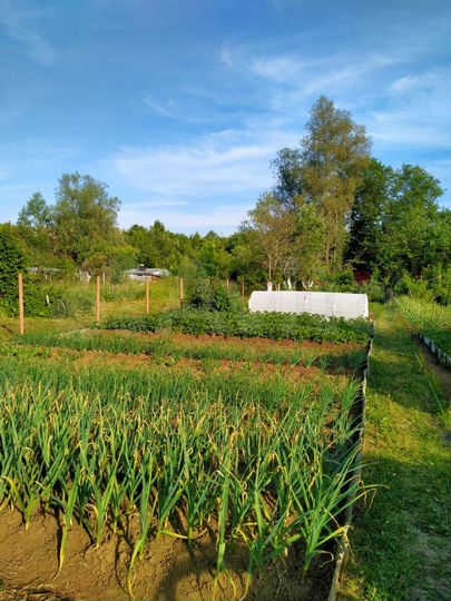 Участок 4 сот. (СНТ, ДНП)