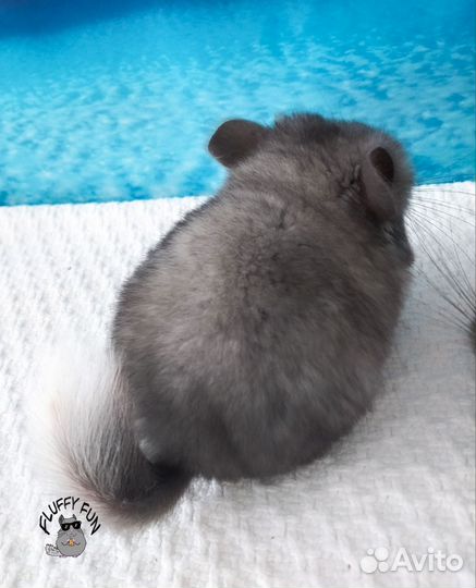 Шиншилла девочка по кличке Бекки