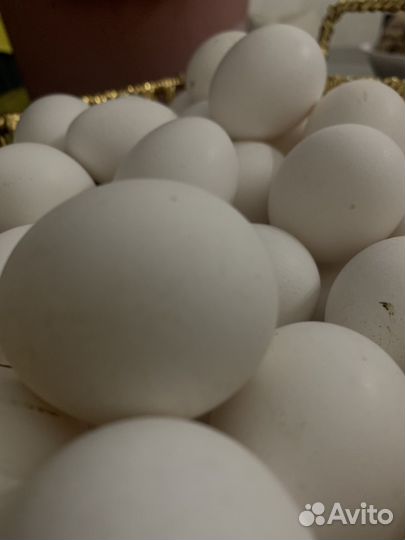 Домашние куриные яйца