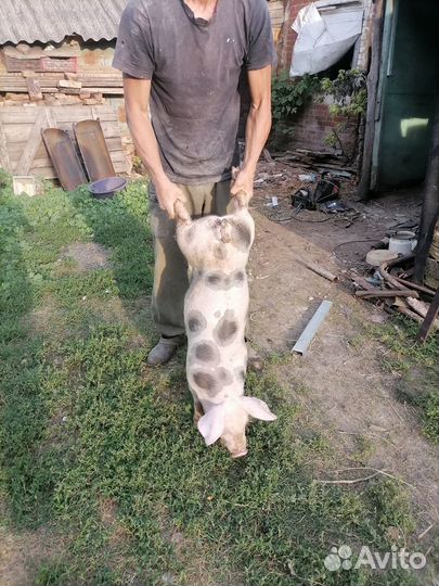 Обмен.Пьетрен. Кантор. кб. Ф2