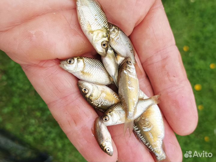 Малек карпа для зарыбления