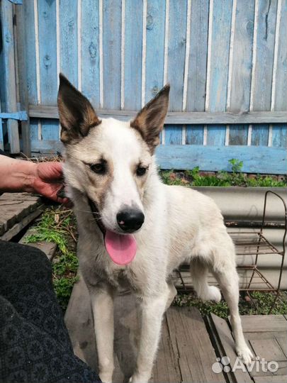 Собака девочка в добрые руки