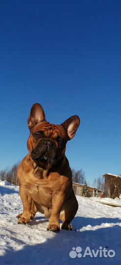 Кобель французского бульдога для вязки