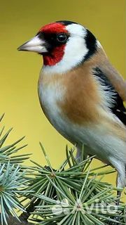 Певчие лесные птицы