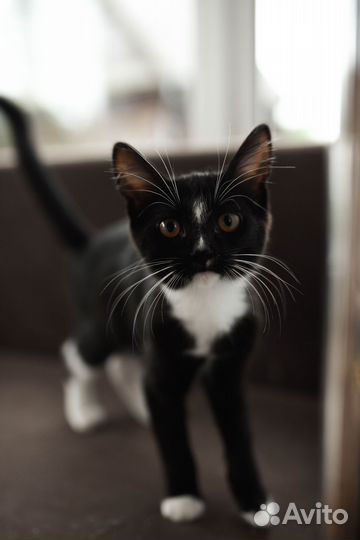 Кошечка в добрые руки