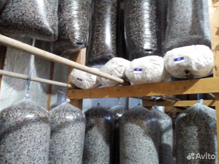 Грибные блоки вешенка