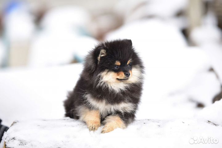 Померанский шпиц девочка