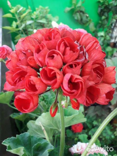 Герань пеларгония