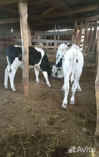 Телята бычки