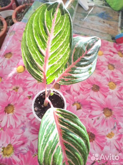 Аглаонема Дрим Кетчер