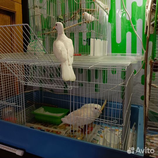 Смеющиеся горлицы