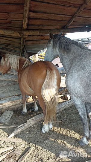 Продам кобыл