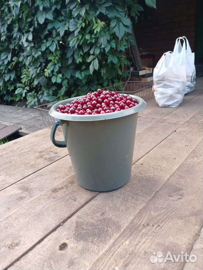 Вишня ягода свежая