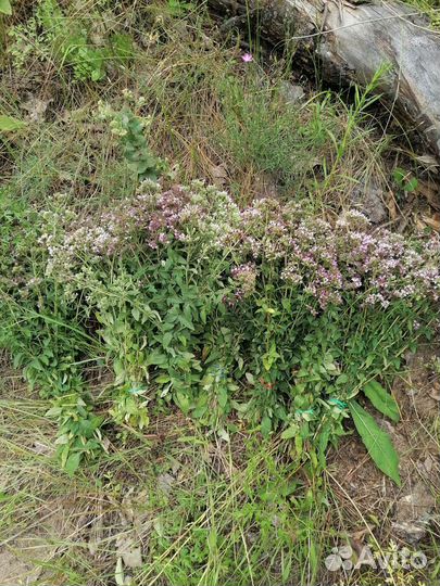 Душица сушенная