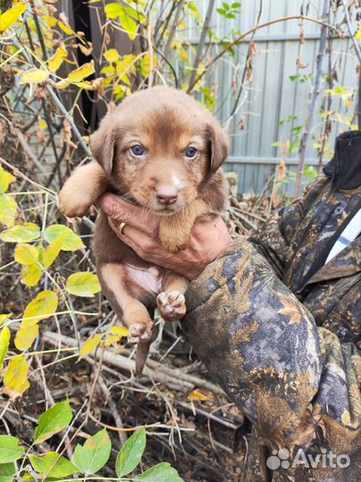 Шоколадный щенок мальчик
