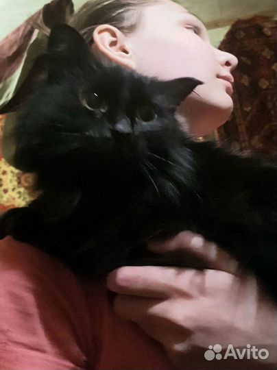 Кошка в хорошие руки