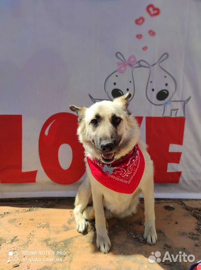 Рыжуня красотуня солнышко