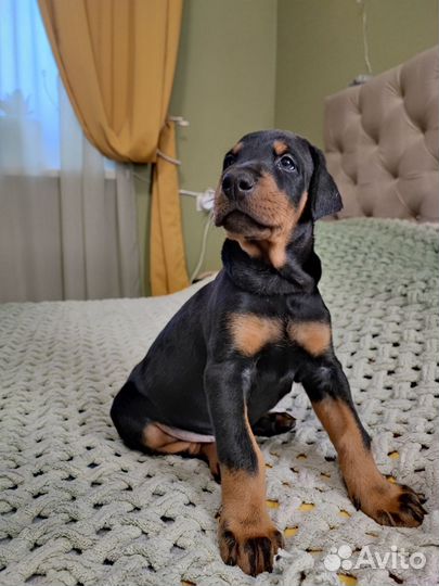 Щенки добермана