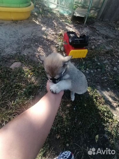 Игривые щенки