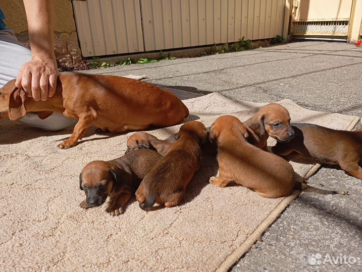 Отдам в добрые руки