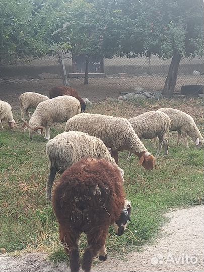Овцы бараны
