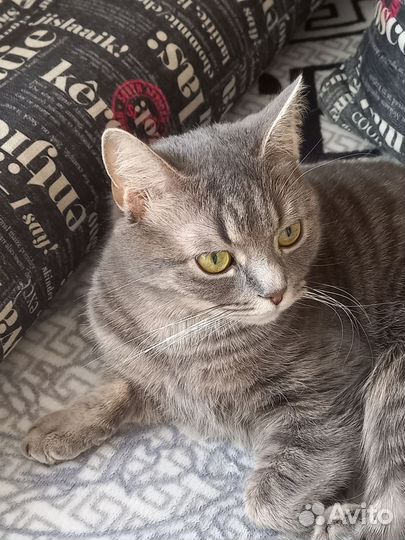Кошка в дар