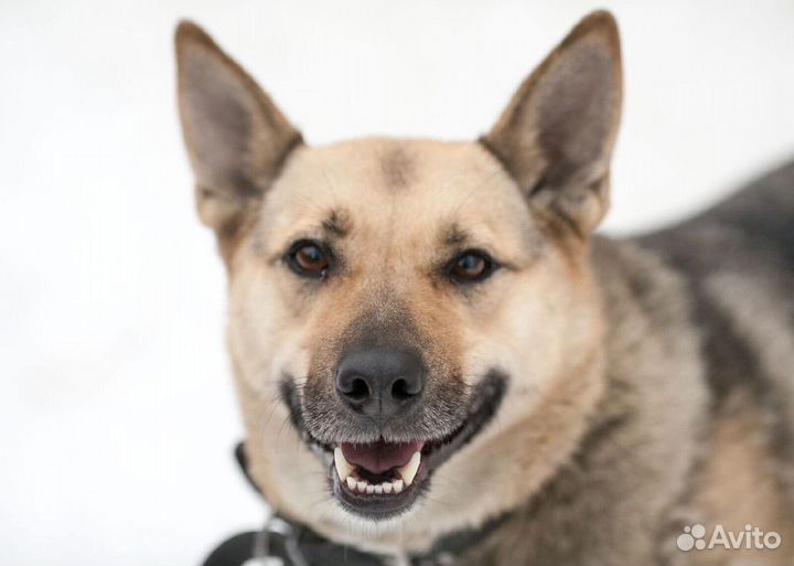 Ириска в добрые руки