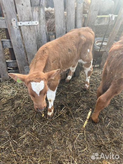 Элитные телята бычки доставка до двора