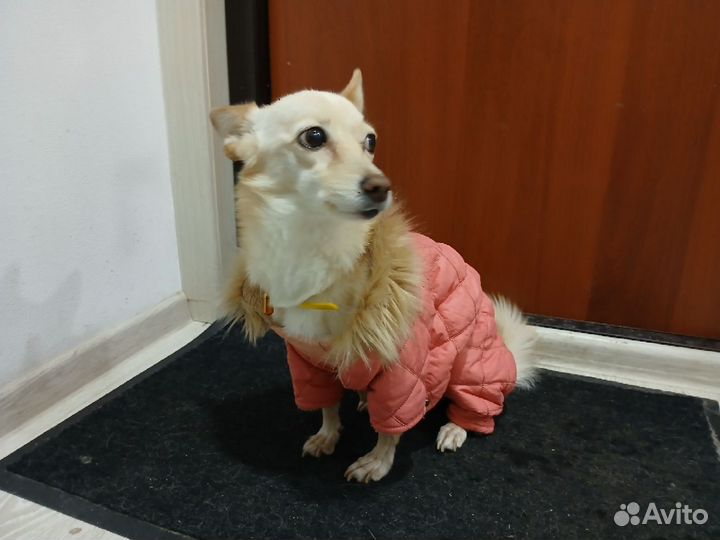 Одежда для маленьких собак зимняя