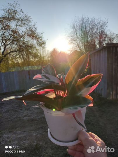 Строманта триколор