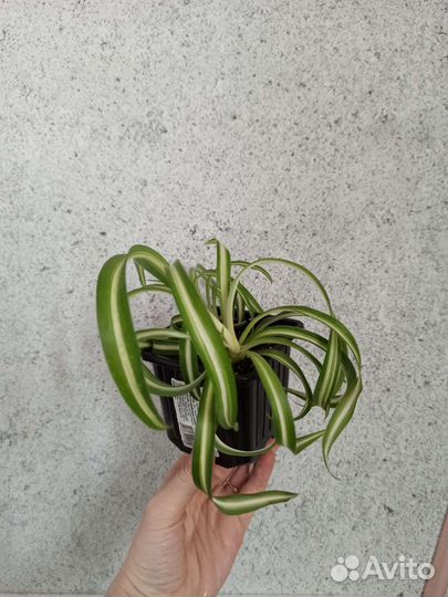 Хлорофитум