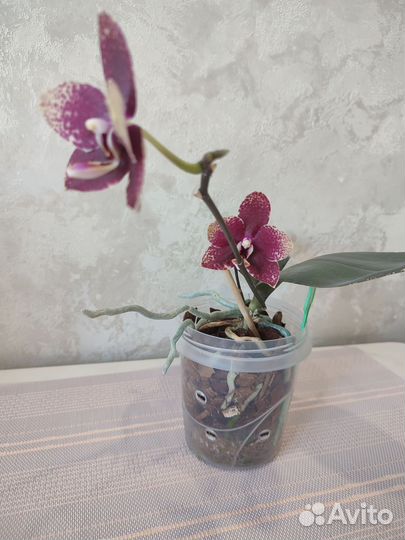 Орхидея фаленопсис детка