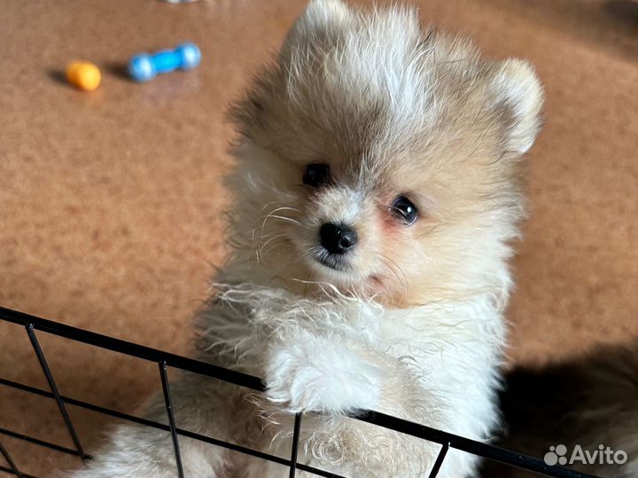 Померанский шпиц