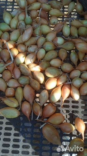 Лук севок. Штутгартер, стурон, кармен, белый орел