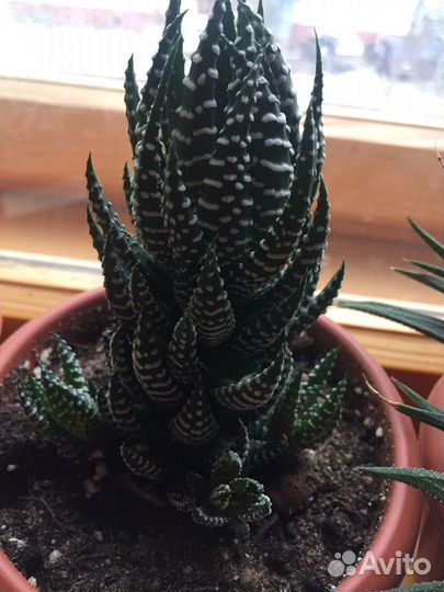 Суккуленты