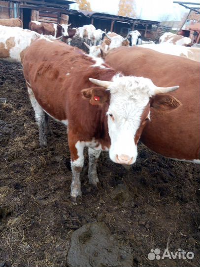 Быки, коровы