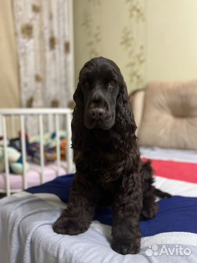 Кокер спаниель вязка