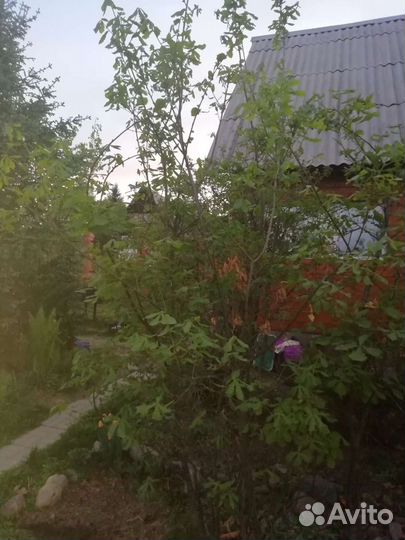 Растения