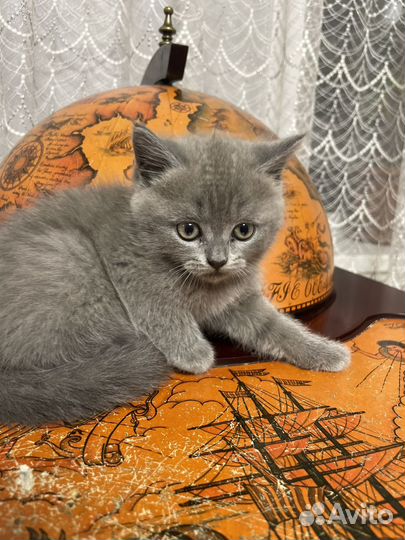 Британские котята