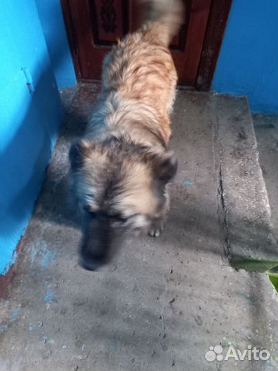 Собака ищет дом