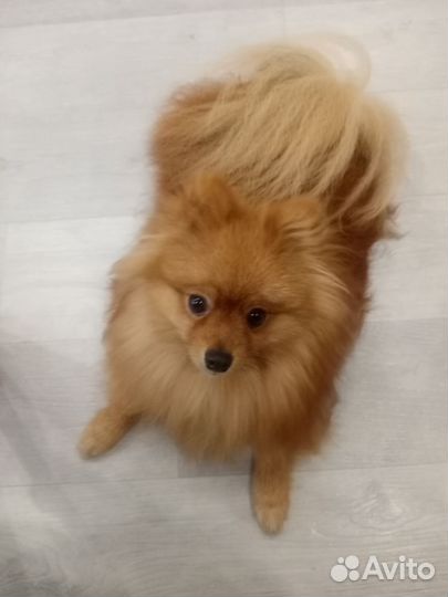 Немецкий шпиц вязка