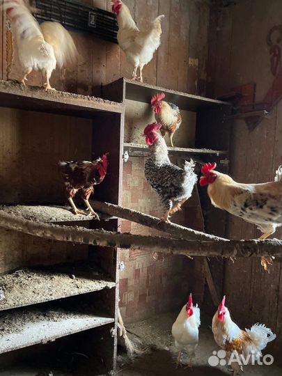 Молодые петухи