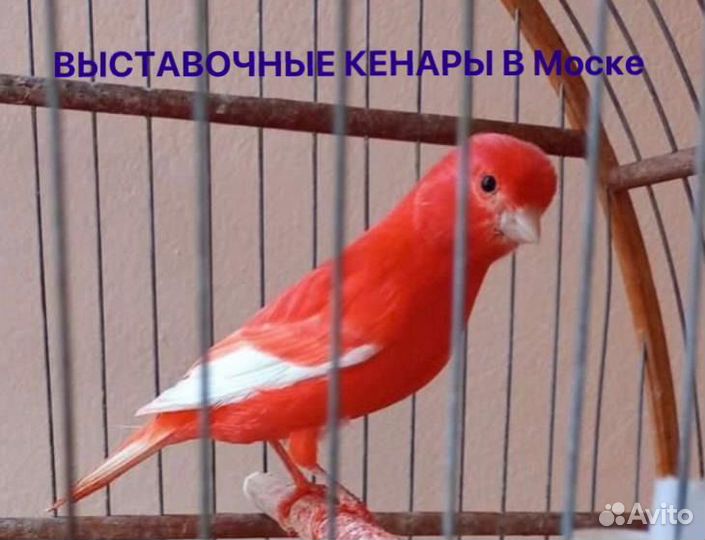 Кенара и канарейки