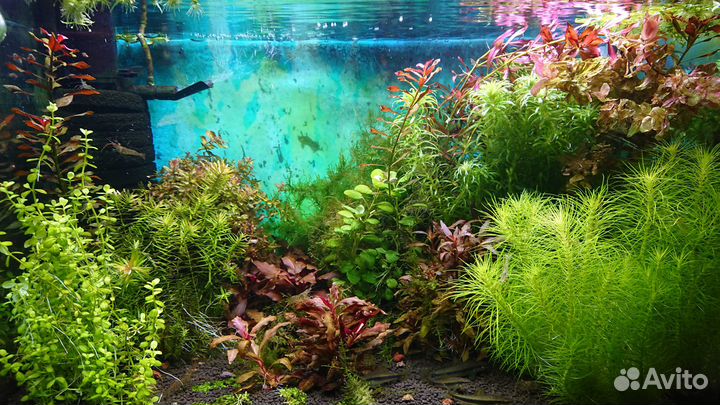 Аквариумные растения, рыбки, мхи, креветки, раки