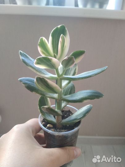 Крассула Солана